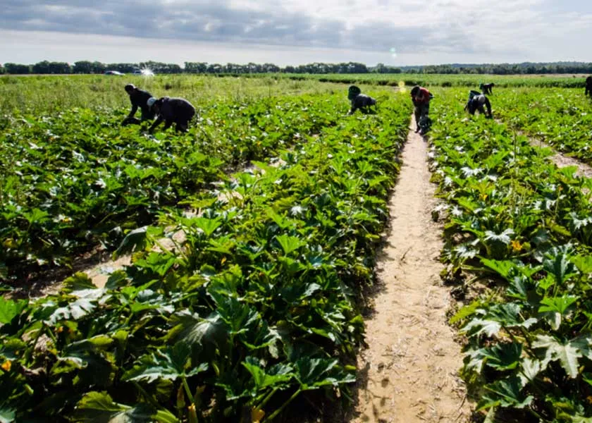 Congress sidesteps ag labor, immigration reform again