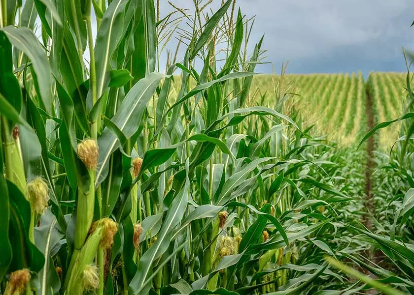 Florida Sweet Corn Volume Back to Normal