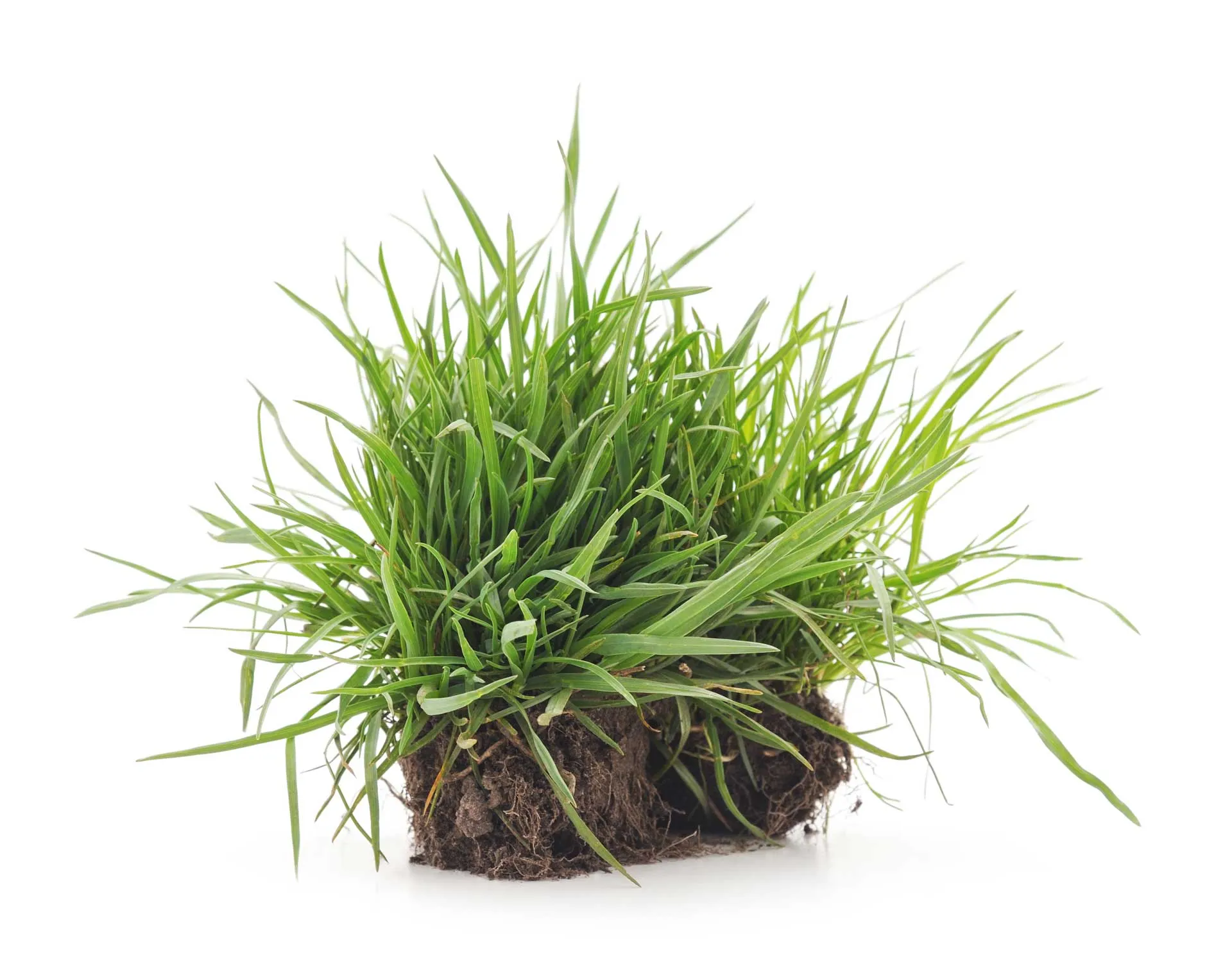 Close-up of healthy turf grass