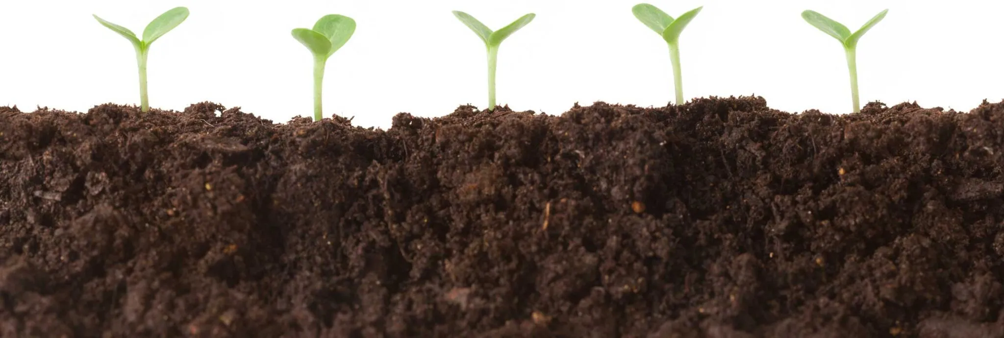 Seedlings emerging from rich soil